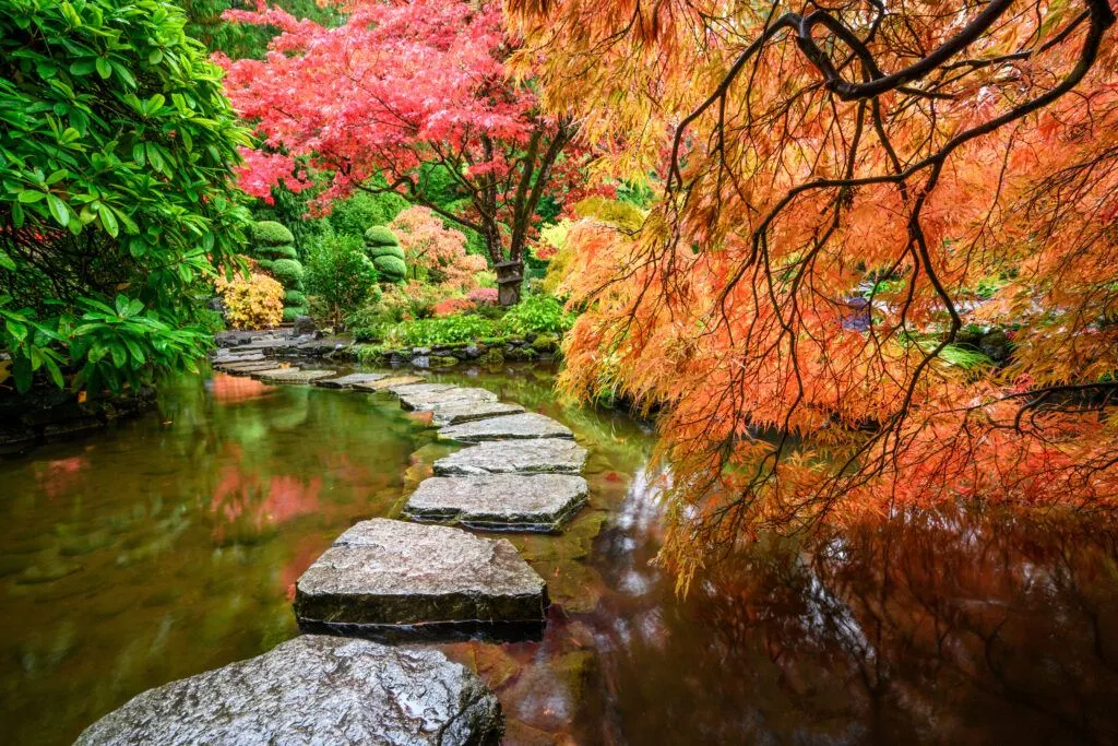Why Butchart Gardens Is Worth Every Penny (and How to Plan Your Visit Right) Beautiful Japanese Maple Trees In The Butchart Gar 2025 02 09 14 36 23 Utc 1024x683